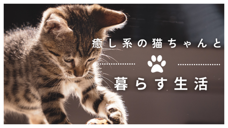 癒し系の猫ちゃんと暮らす生活